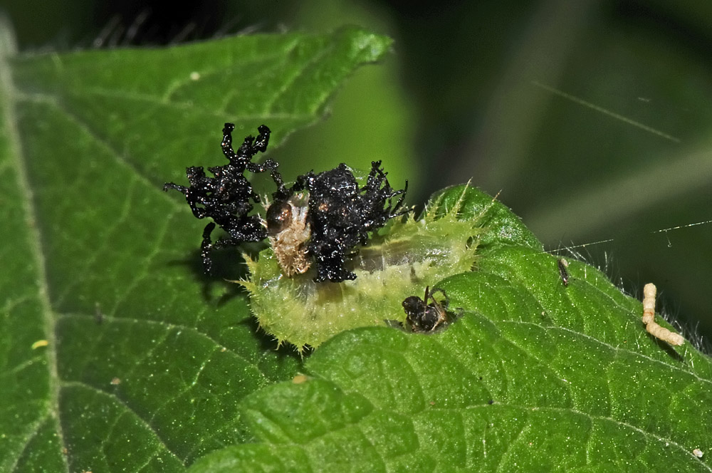 Cassida viridis? (chrysomelidae) prove di equilibrismo